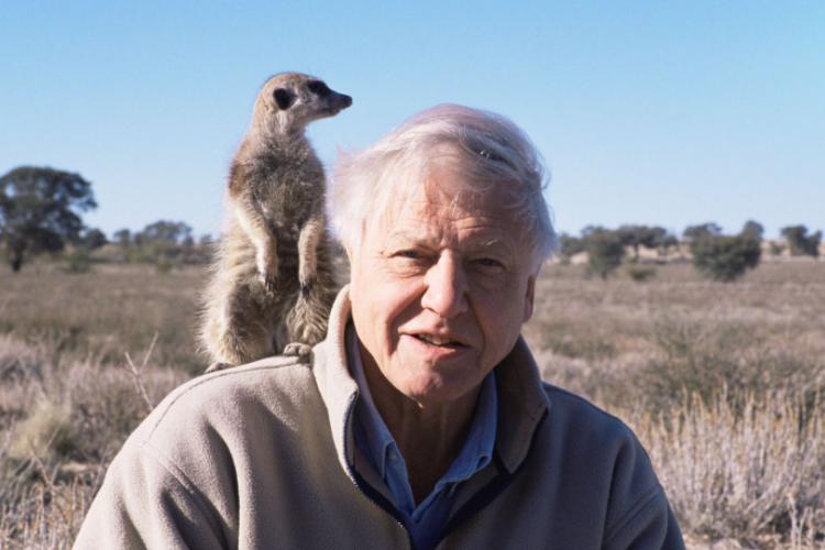 Profil dan Biodata David Attenborough, Penyiar Televisi Senior Asal Inggris yang Baru Saja Rayakan Ulang Tahun ke-100