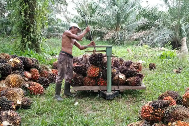Sesuai Prediksi Peneliti, Harga Sawit Anjlok Hingga Tiga Ribu Rupiah Per Kilogram