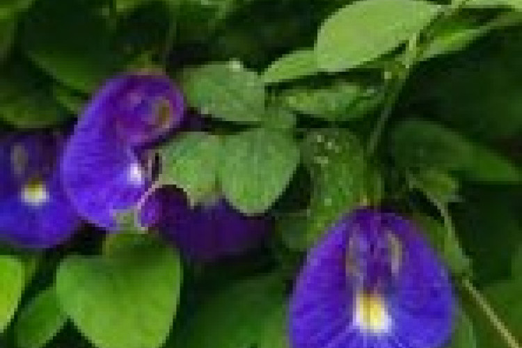 Arti 'Telang Eja 200 Ribu', Istilah Viral Setelah Kabar Perselingkuhan Owner Toko Buku dan Karyawannya di Sulawesi