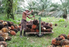 Sesuai Prediksi Peneliti, Harga Sawit Anjlok Hingga Tiga Ribu Rupiah Per Kilogram