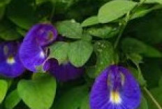 Arti 'Telang Eja 200 Ribu', Istilah Viral Setelah Kabar Perselingkuhan Owner Toko Buku dan Karyawannya di Sulawesi